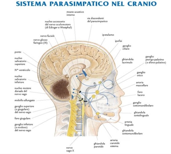 SISTEMA PARASIMPATICO