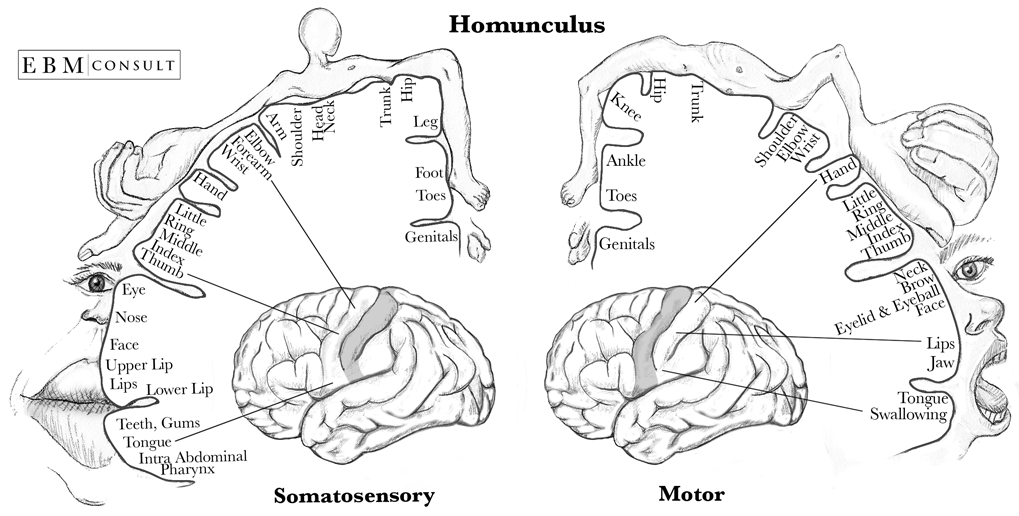 [152 KB] Homonculus Sensory and Motor Cortex