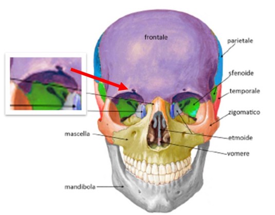 fig-2.-cranio